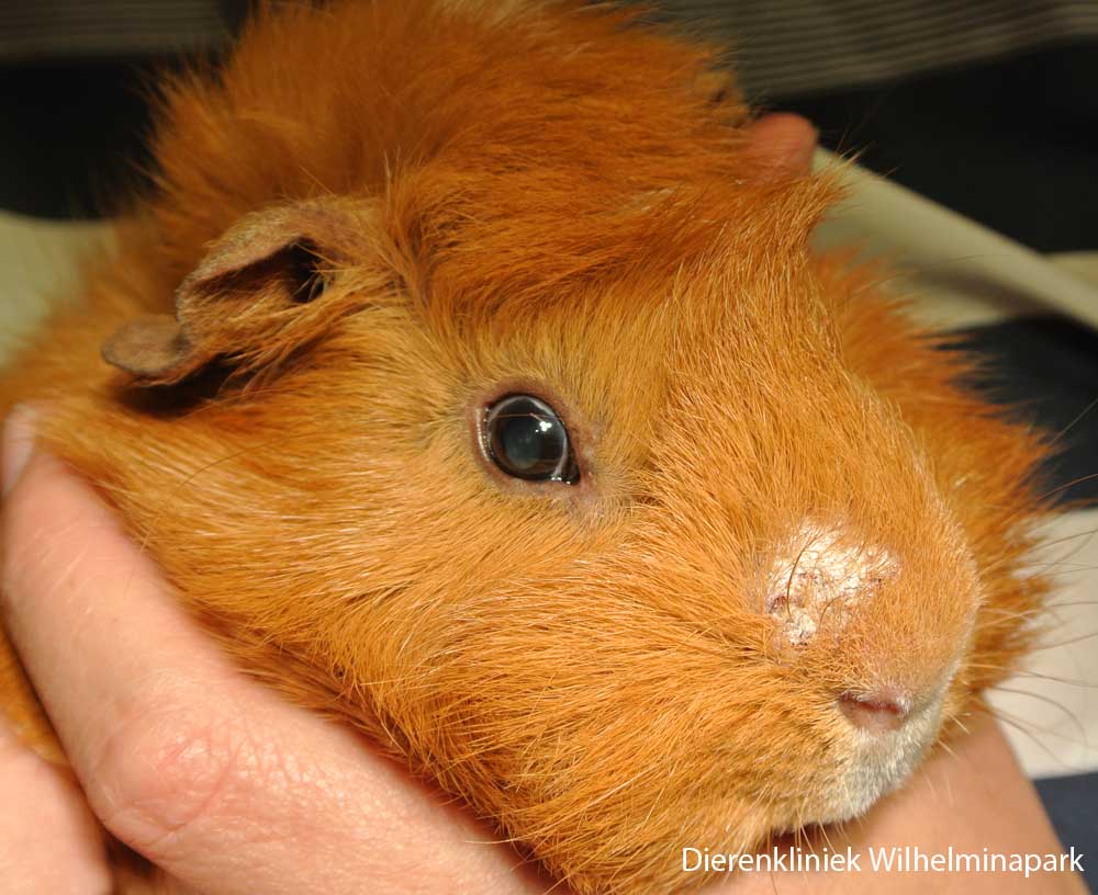 Een cavia met een korsterige schilferige plek op de neus